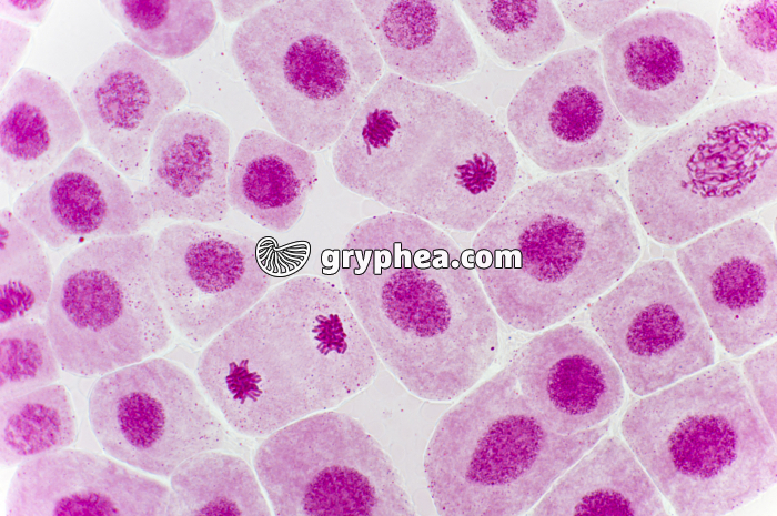 Mitose racine d'Ail (télophases) coloration Carmin acétique x200 - gryphea.com